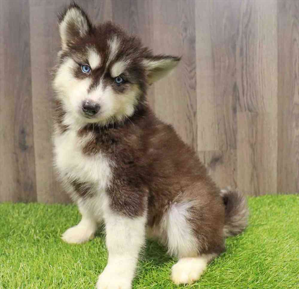 Image of a pet breed in the gallery