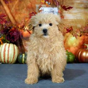 Pom-A-Poo
