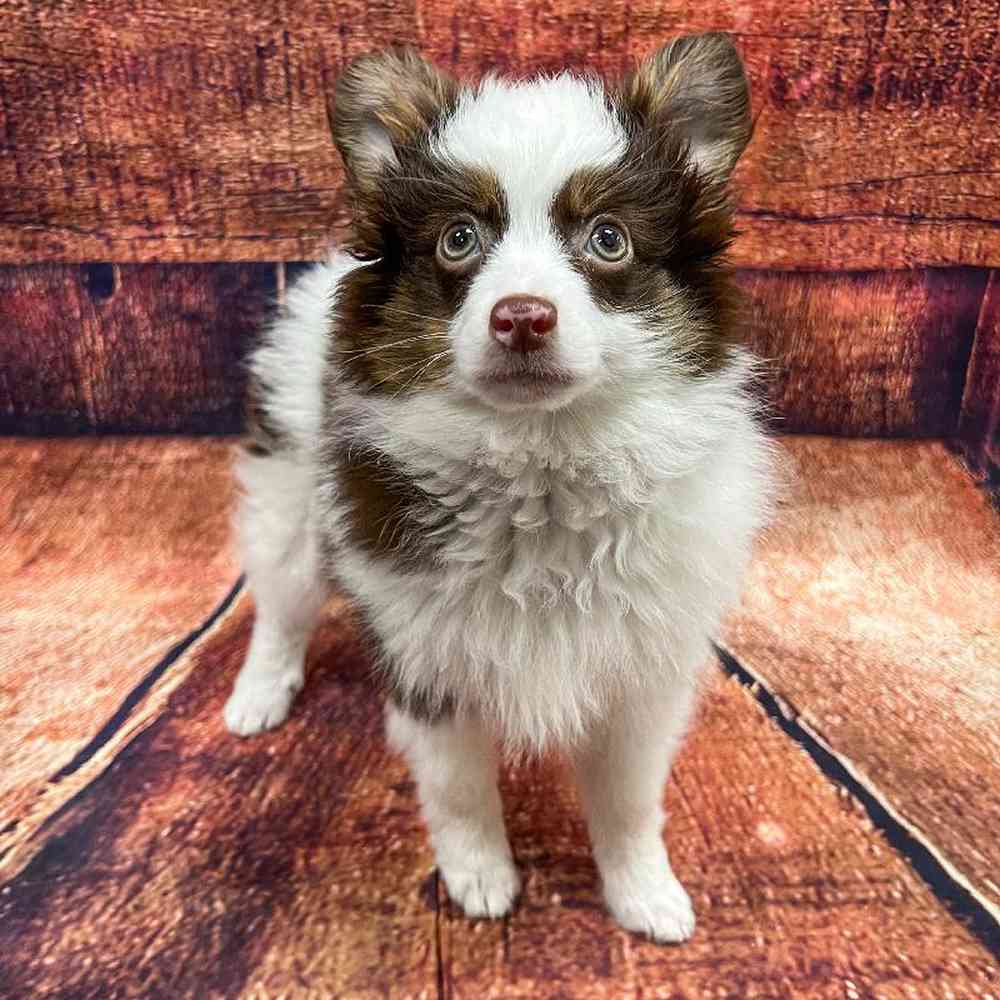 carousel pet images