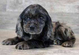 Cocker Spaniel