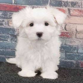 Maltese