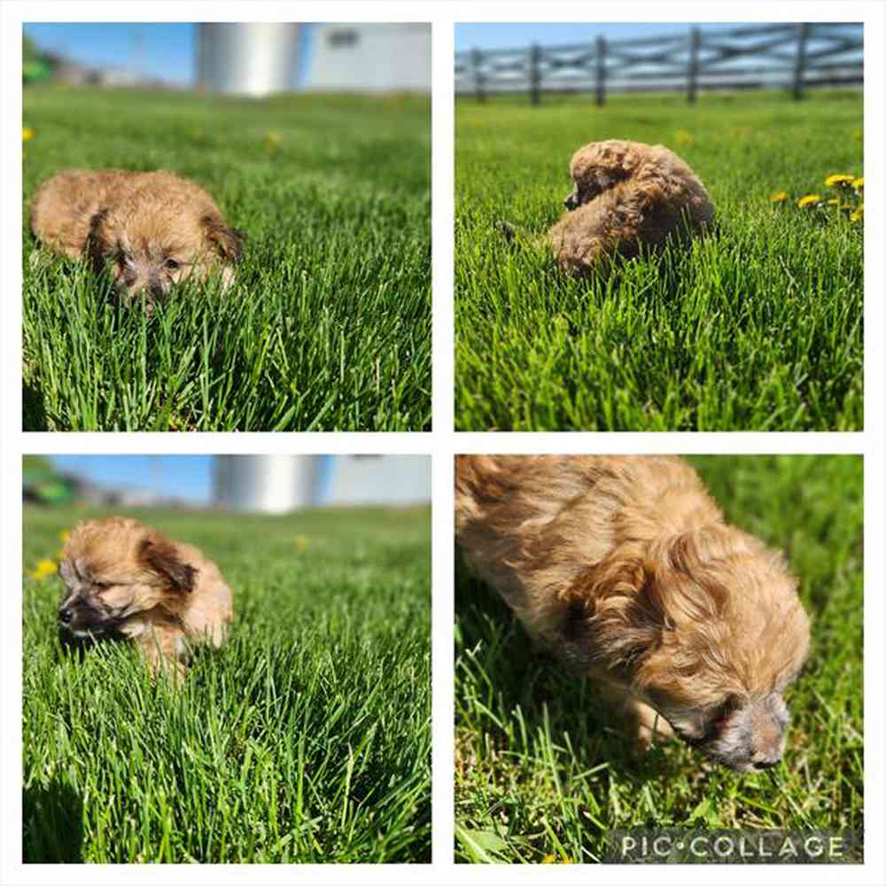 carousel pet images