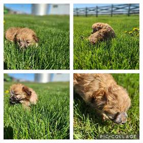 Toy Aussiedoodle