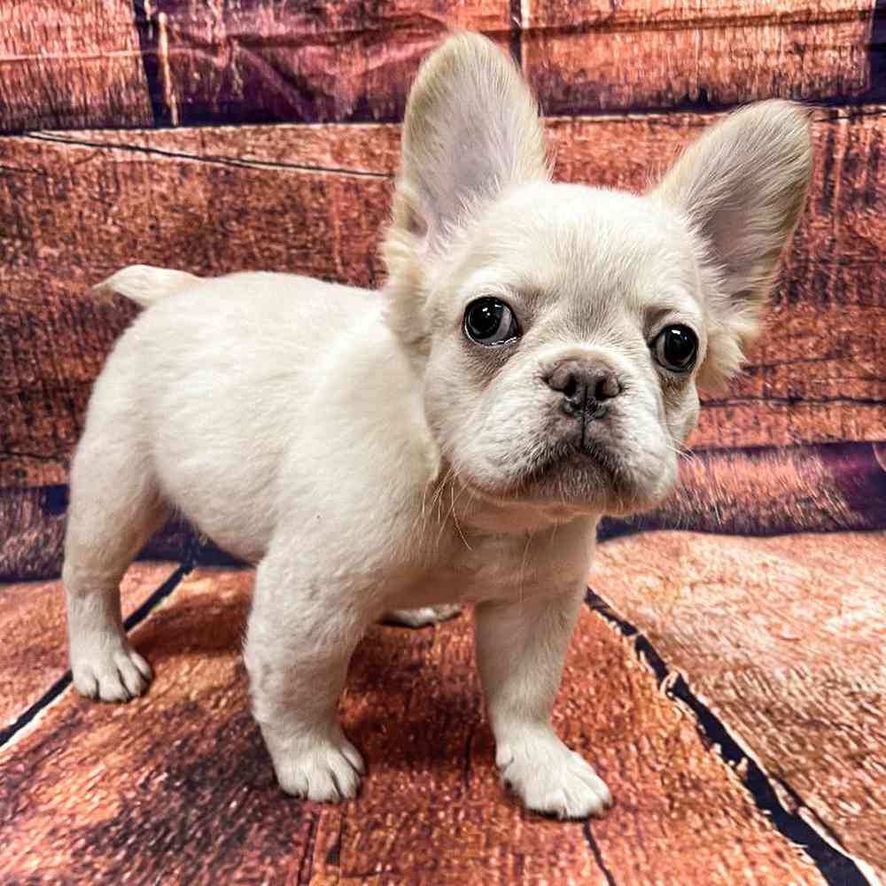 Image of a pet breed in the gallery