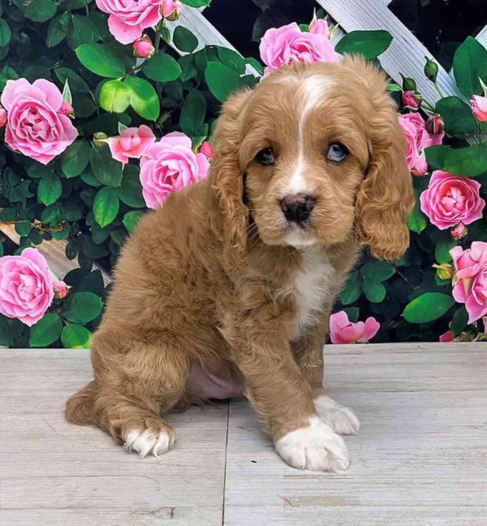 carousel pet images