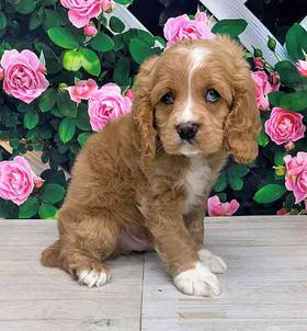 Cavapoo