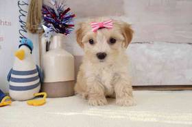 Maltipoo