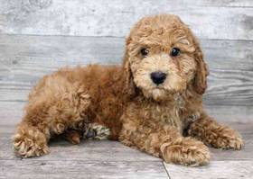 Cockapoo