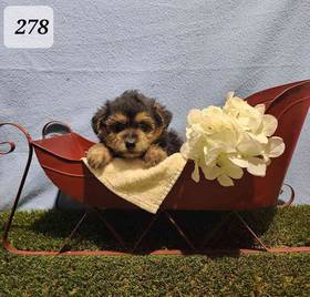Yorkie-Poo