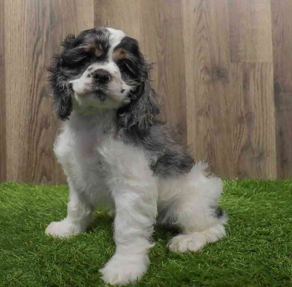 carousel pet images