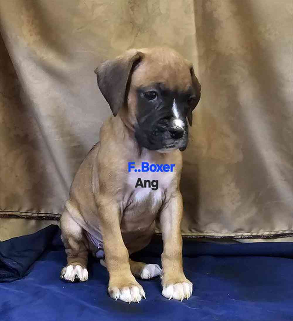 Image of a pet breed in the gallery