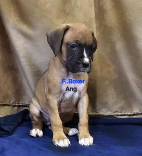 Boxer