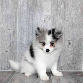 Pomeranian