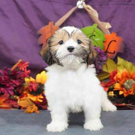 Shizapoo