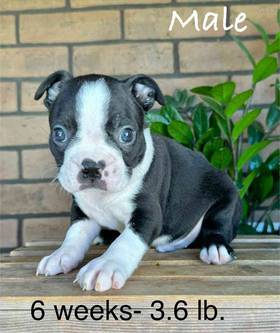 Boston Terrier
