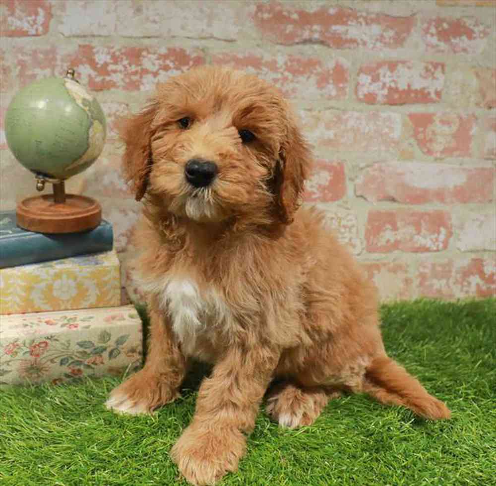 carousel pet images