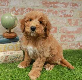 Mini Goldendoodle 2nd Gen