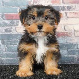 Yorkie