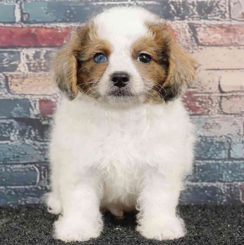carousel pet images