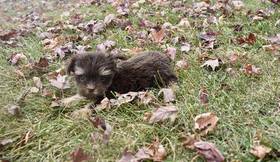 Morkie