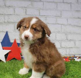 Australian Shepherd