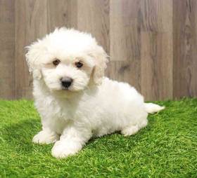 Maltipoo