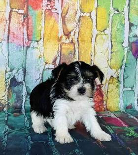 Yorkie