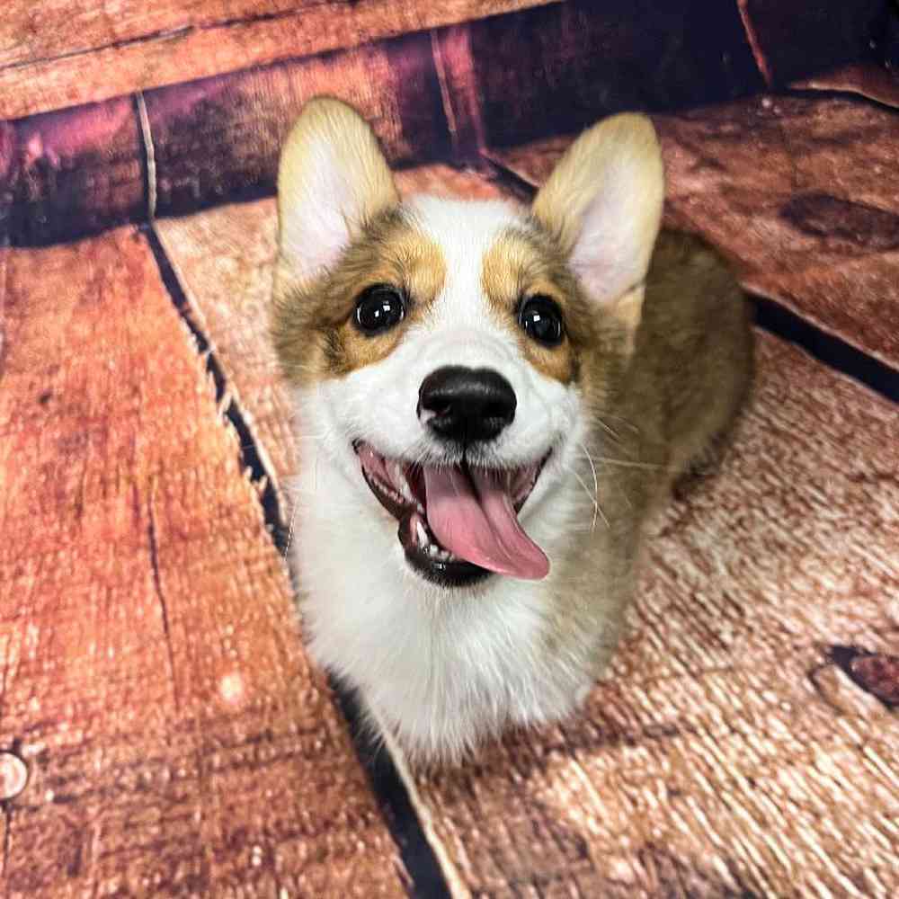 Image of a pet breed in the gallery