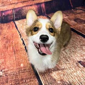 Pembroke Welsh Corgi