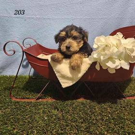 Morkie
