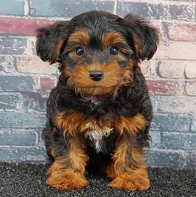 Yorkie-Poo