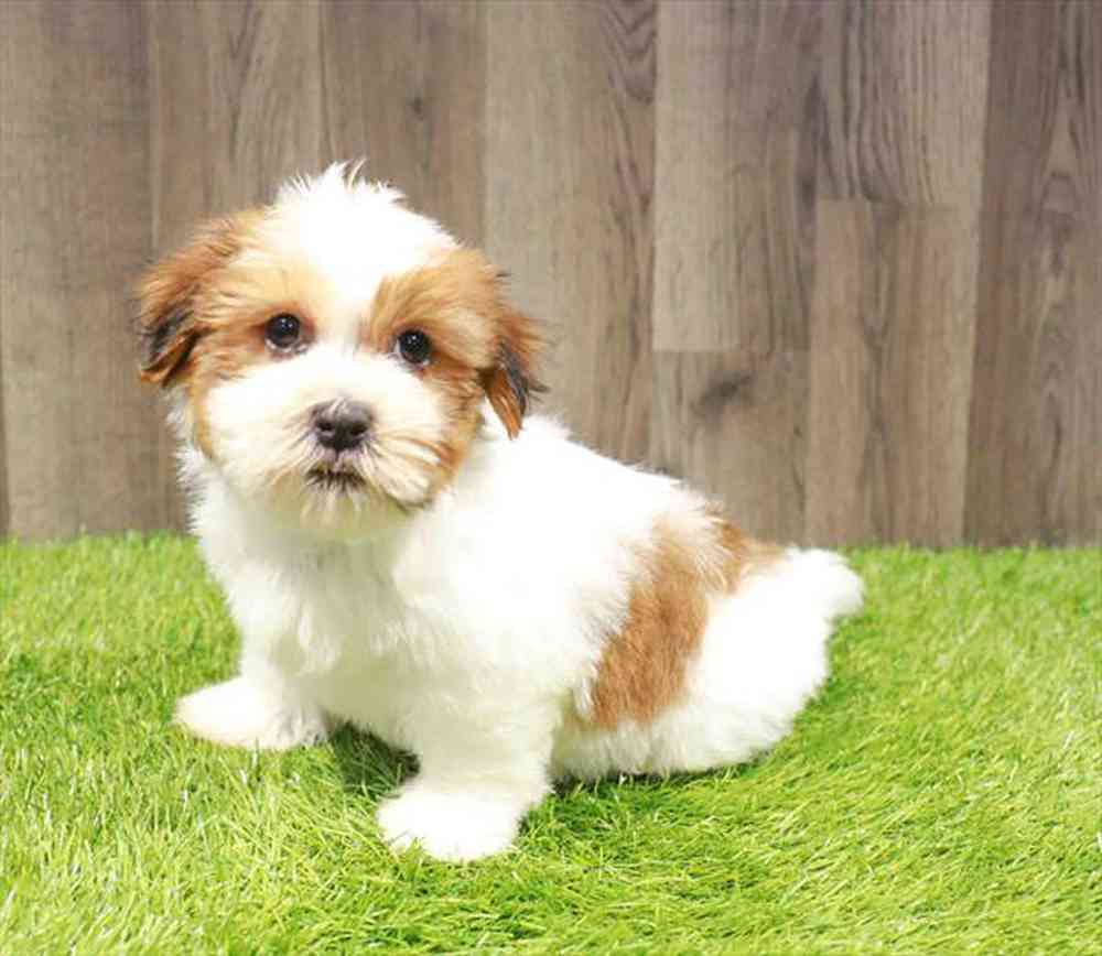 carousel pet images
