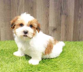 Havanese-Shih Tzu