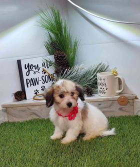 Coton De Tulear