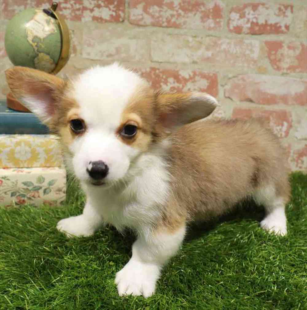 carousel pet images
