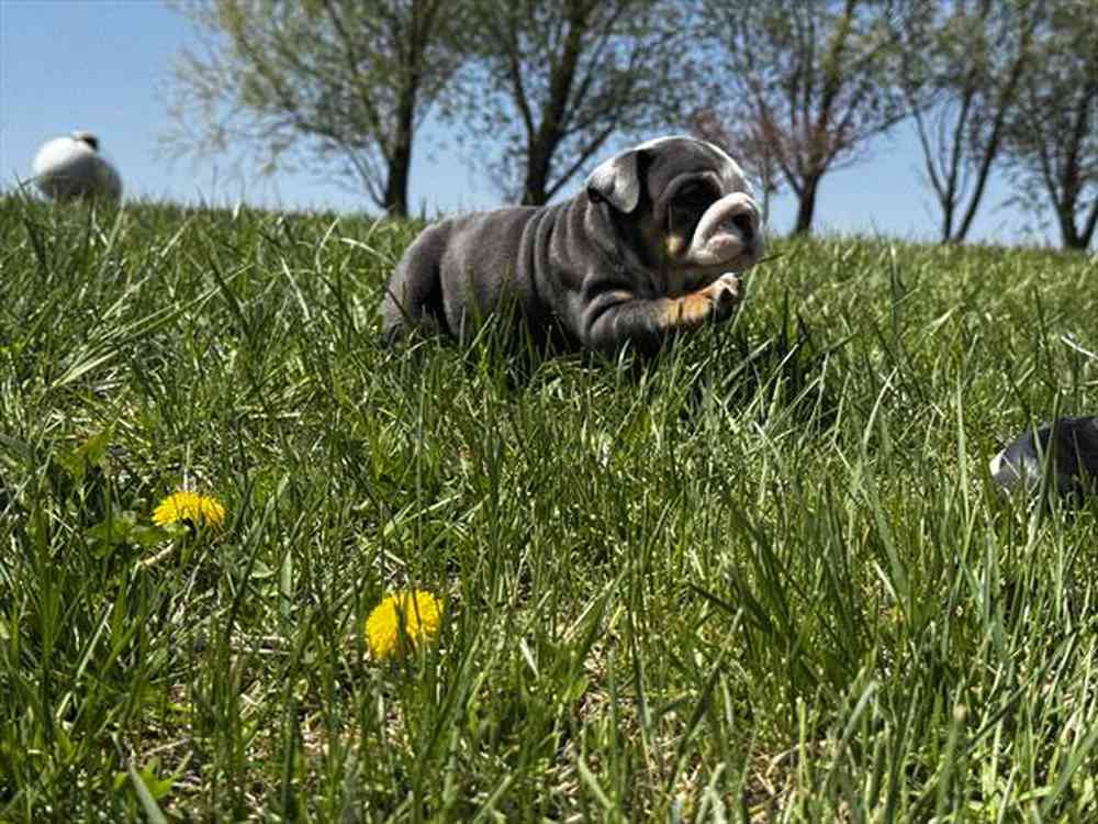 Image of a pet breed in the gallery