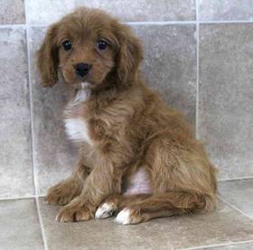 Cavapoo