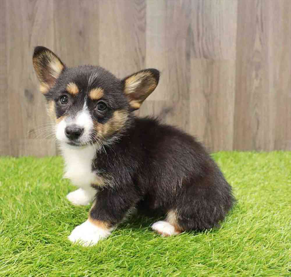 Image of a pet breed in the gallery