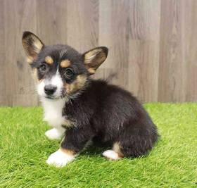 Pembroke Welsh Corgi