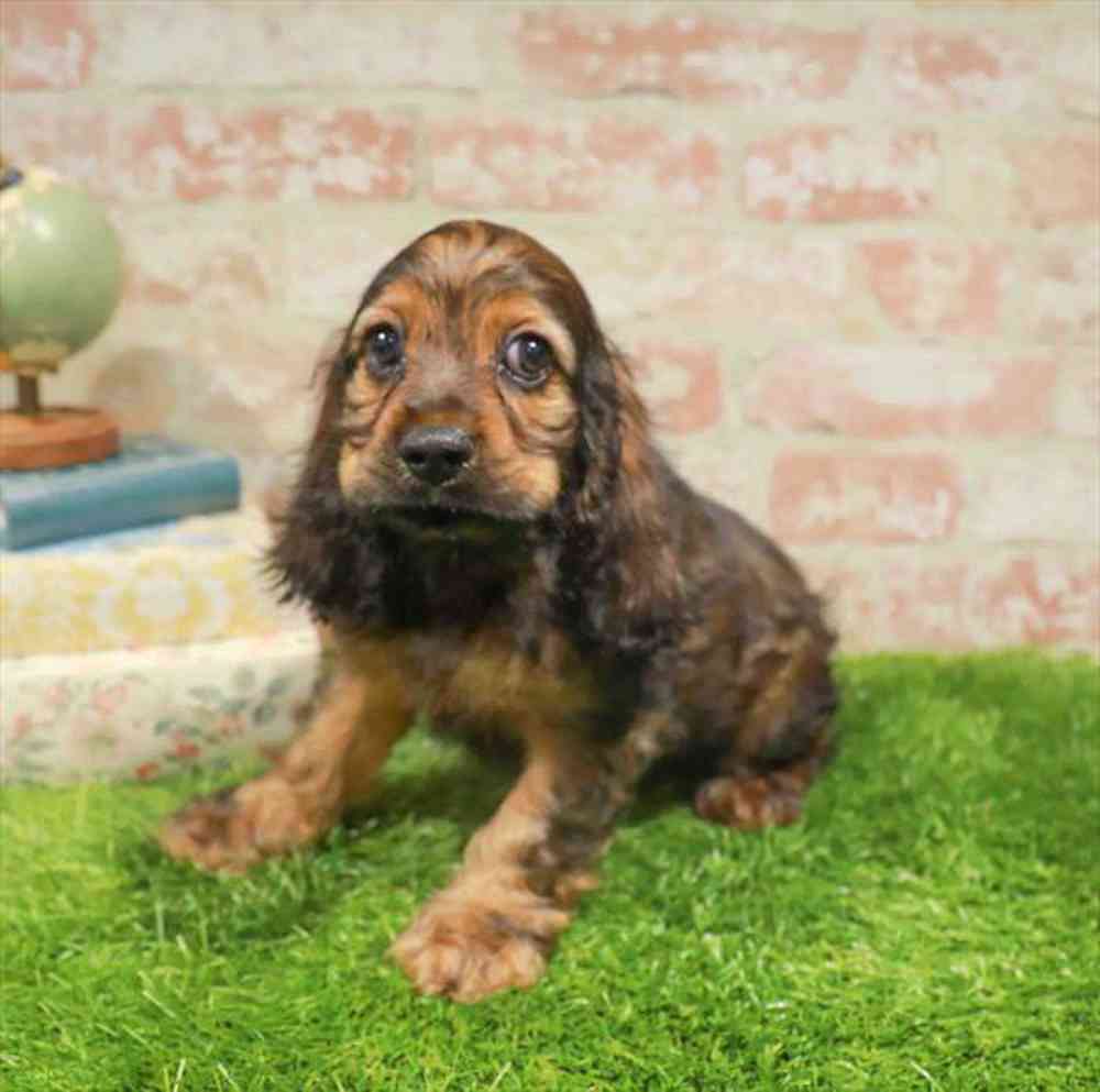 carousel pet images
