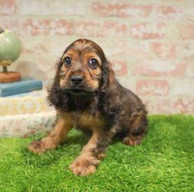 Cocker Spaniel