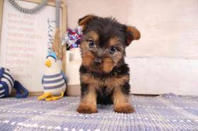 Silky Terrier