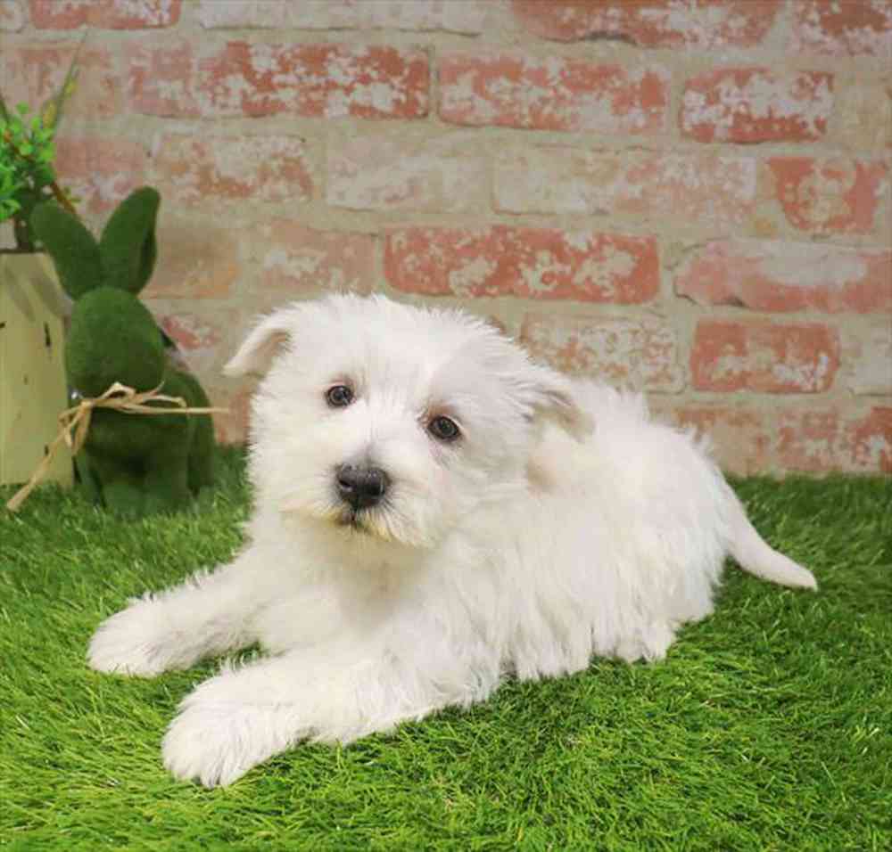 Image of a pet breed in the gallery