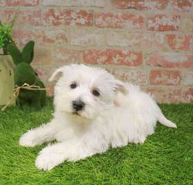 West Highland White Terrier