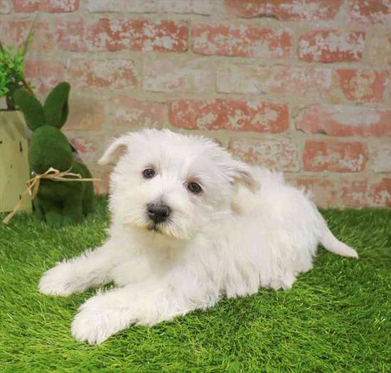 West Highland White Terrier