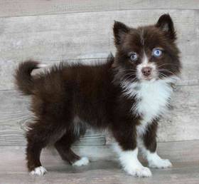 Pomsky