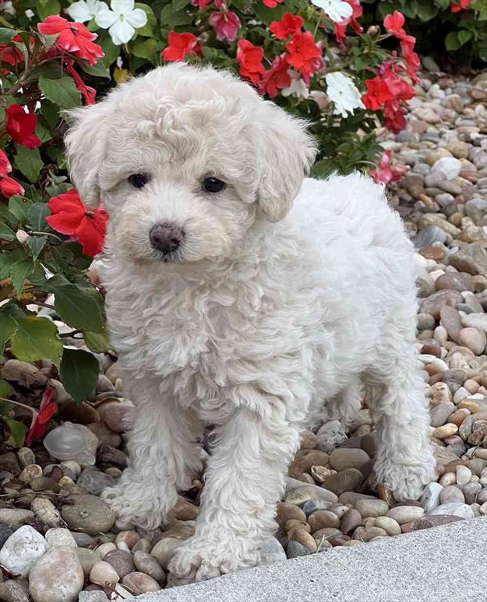 carousel pet images