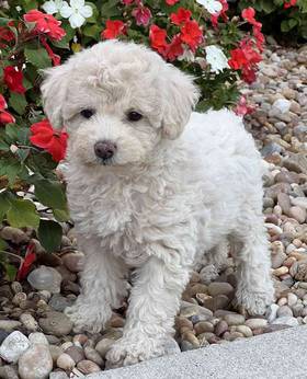 Maltipoo-Poodle