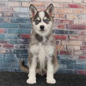 Alaskan Klee Kai