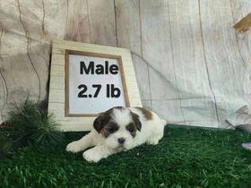 Shih Tzu